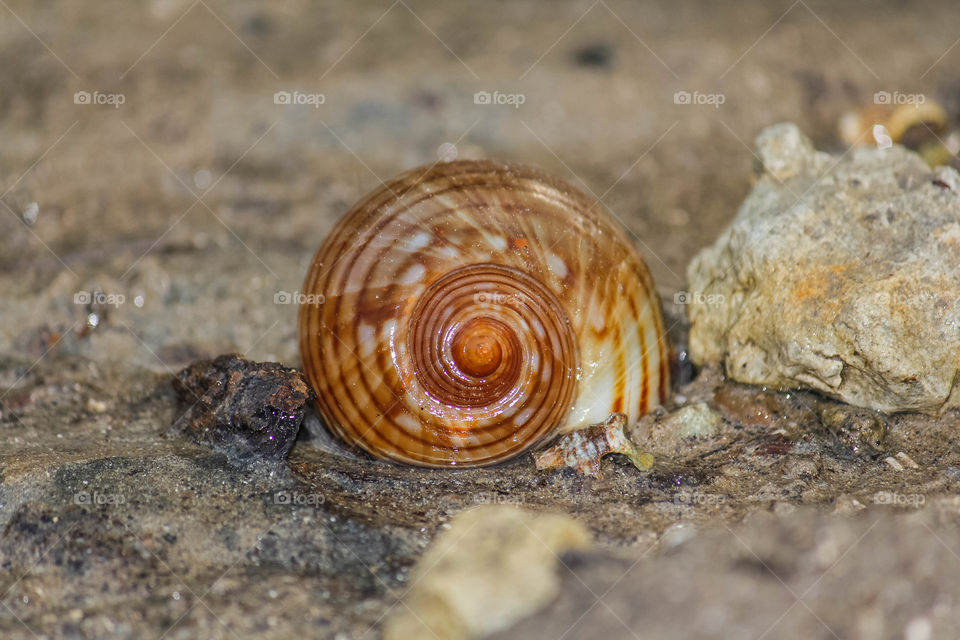sea snail