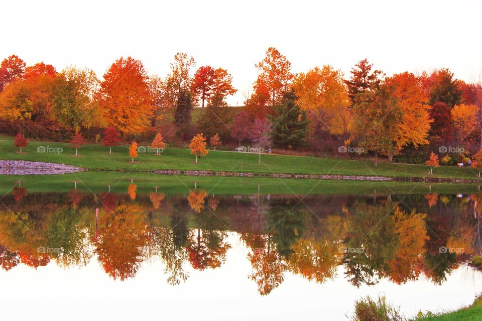 Trees reflating on lake