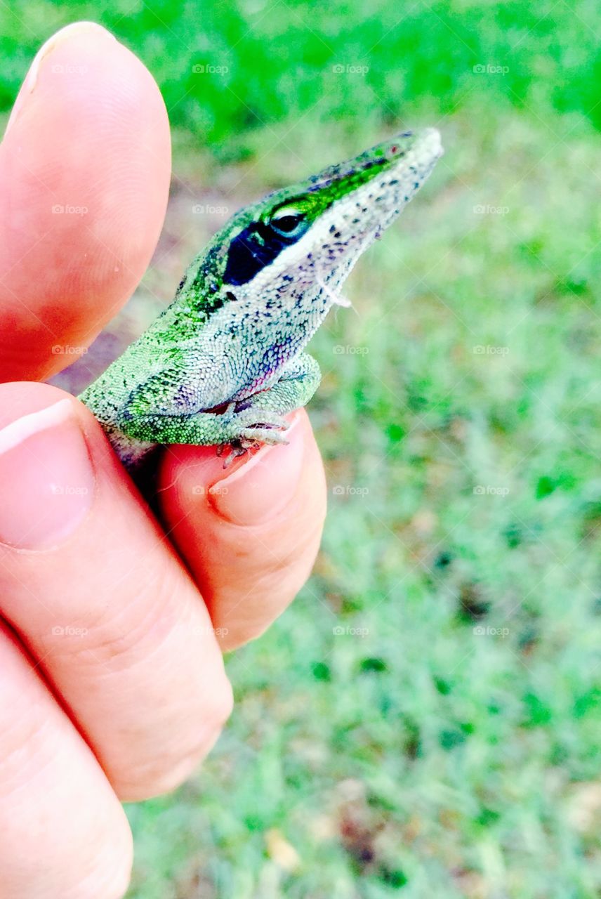 Enjoying the lift . Lizard being taken to a safe tree and enjoying the lift 