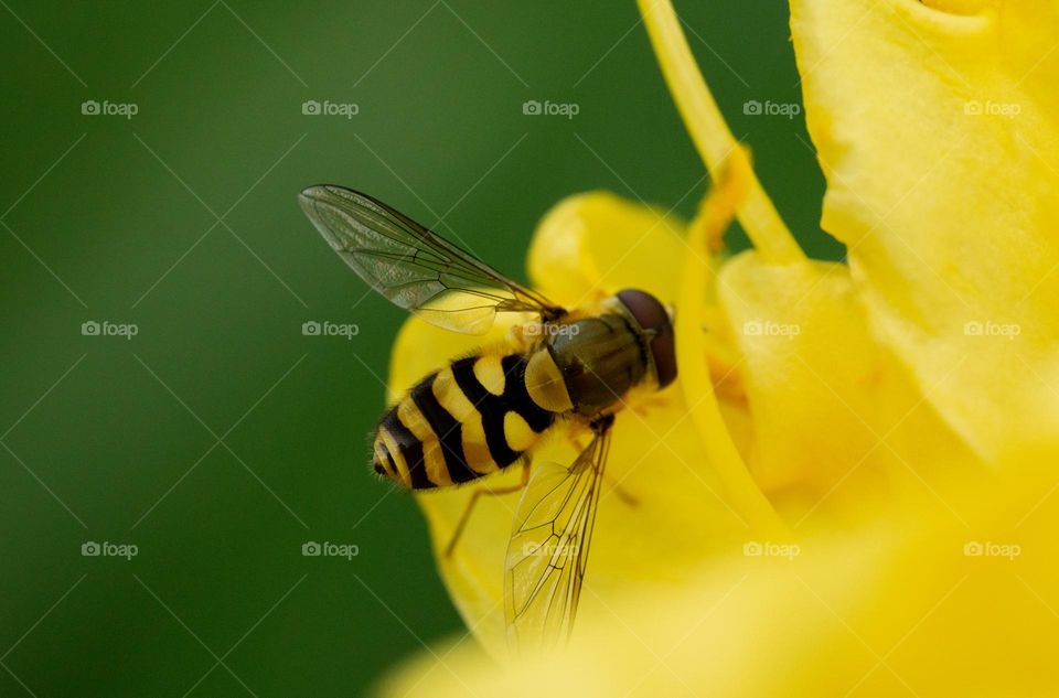 A Striped fly on yellow lily flower 