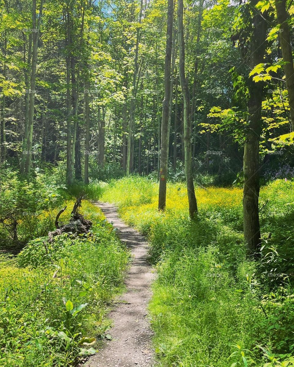 Hills creek state park in Pennsylvania. River hiking trail