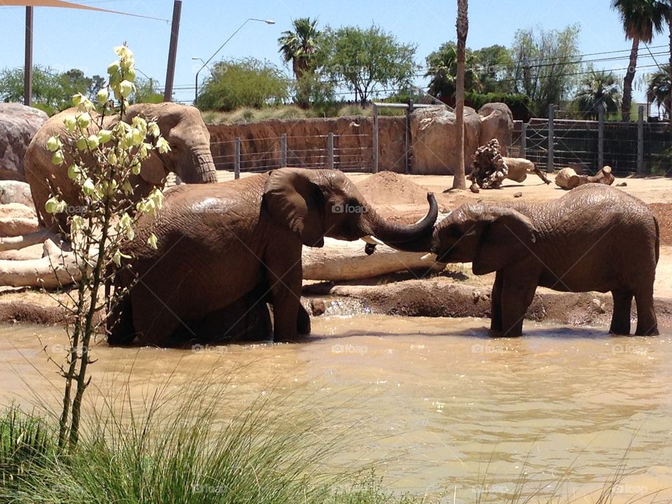 Elephant wonder. Tucson zoo