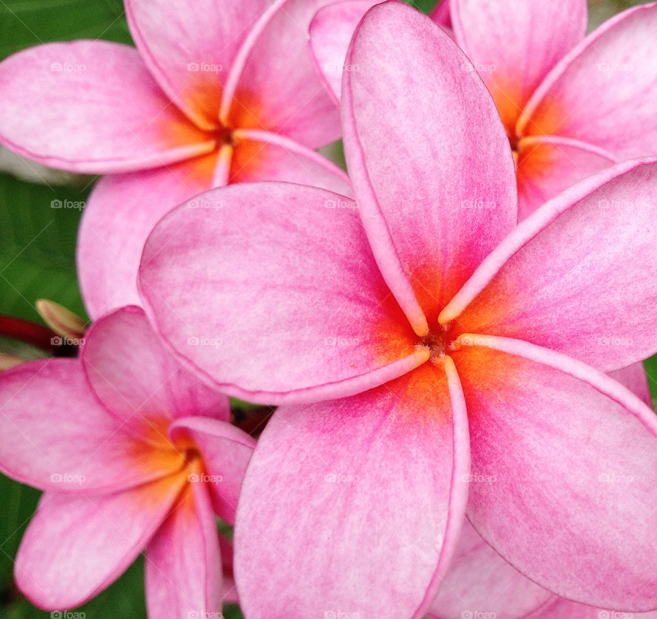 flowers garden pretty pink by 3rdandocean