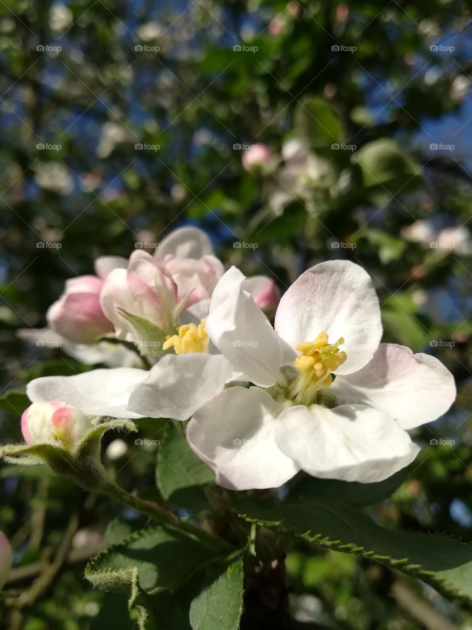 Apple Blossom