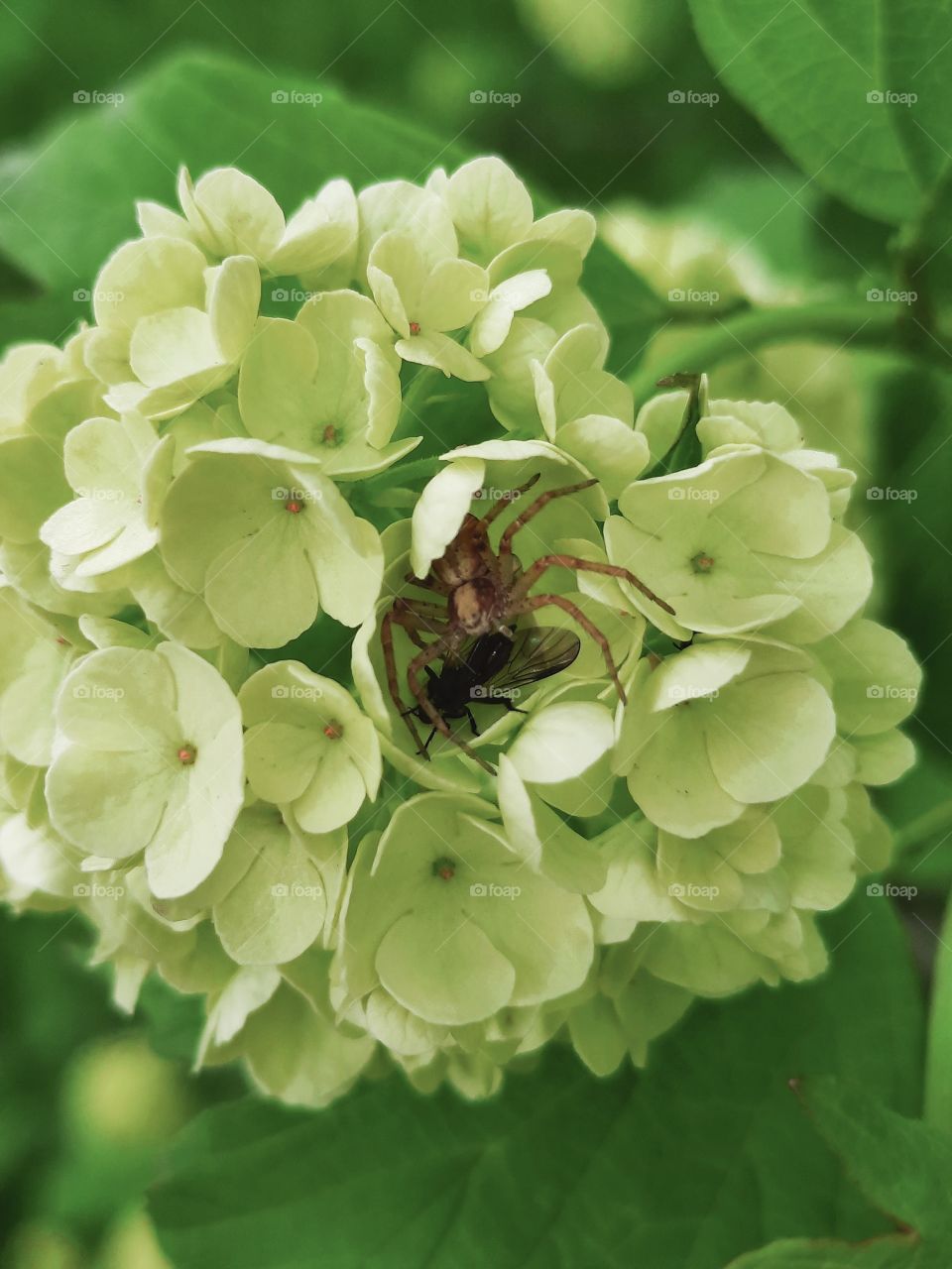 spider an his pray in viburnum flower