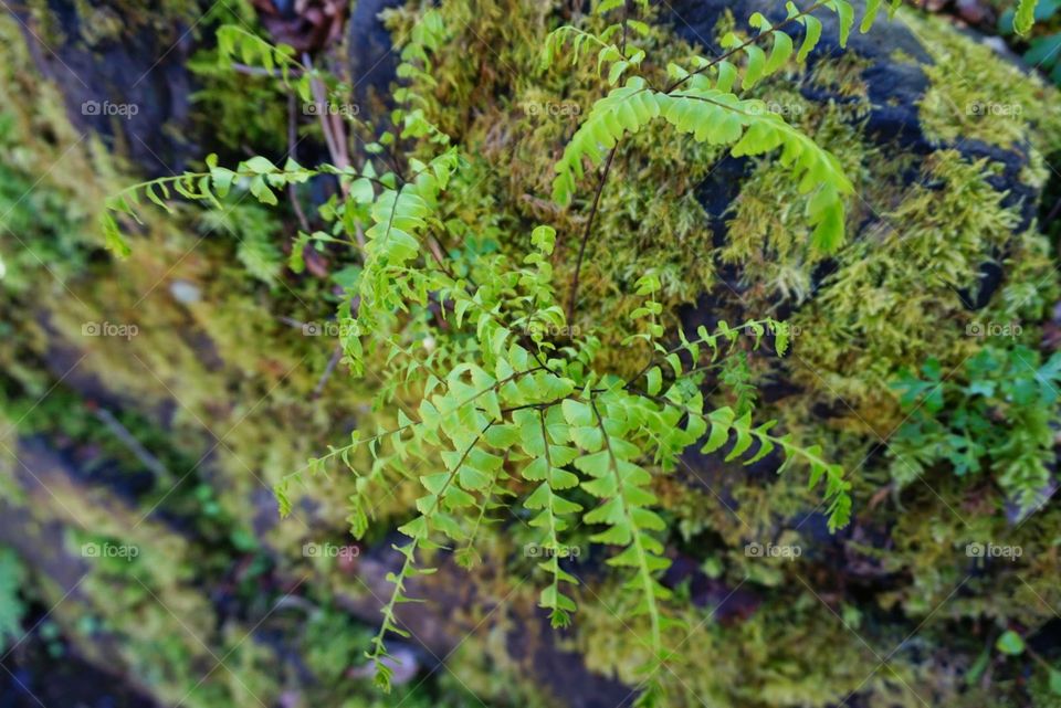 Baby fern at Multnomah Fall, Oregon
