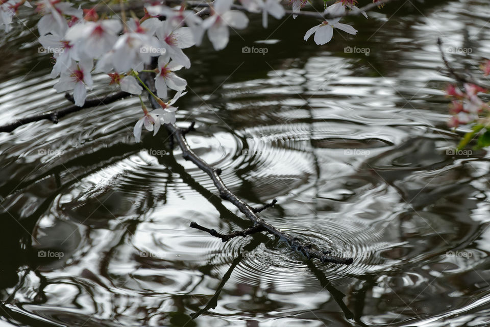 Sakura branch dipping into a lake creating ripples 