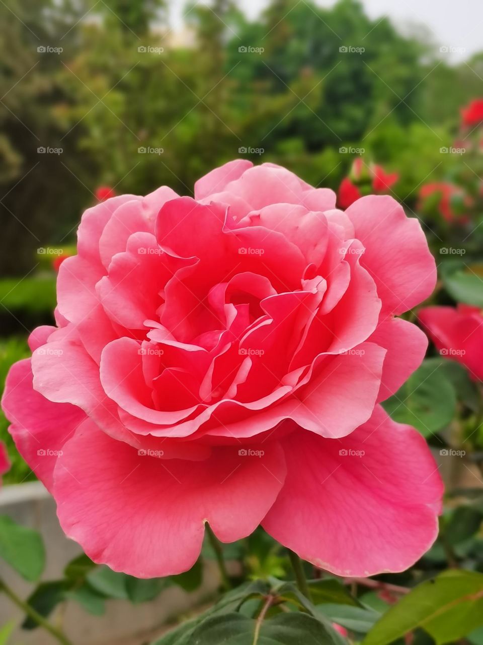 Chinese rose