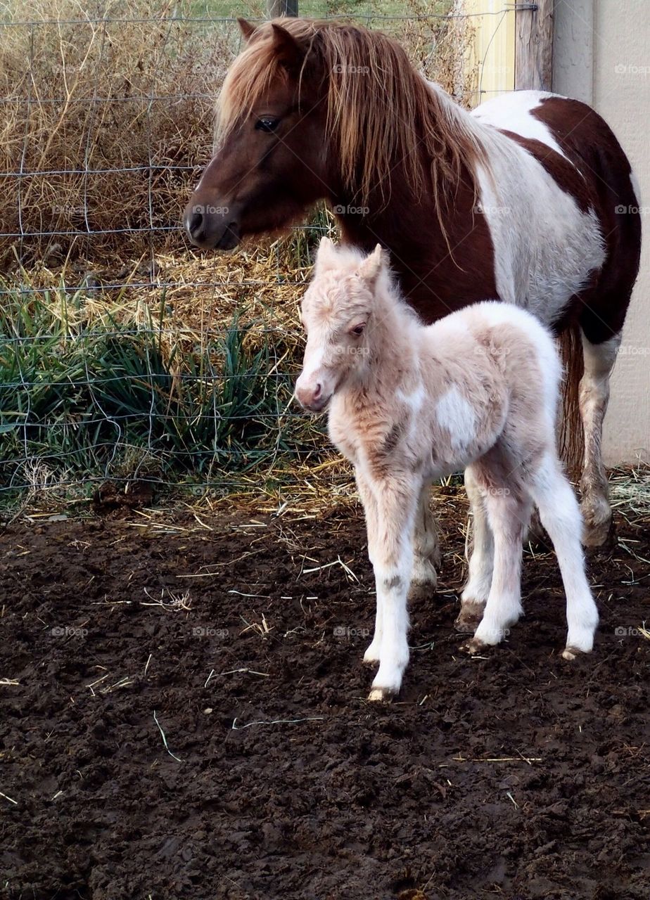 Newborn Pony