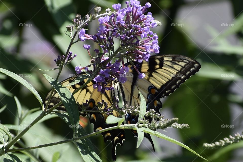 Butterfly On Colorful Flowers Hidden