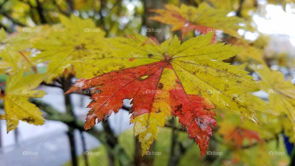 Fall maple leaves