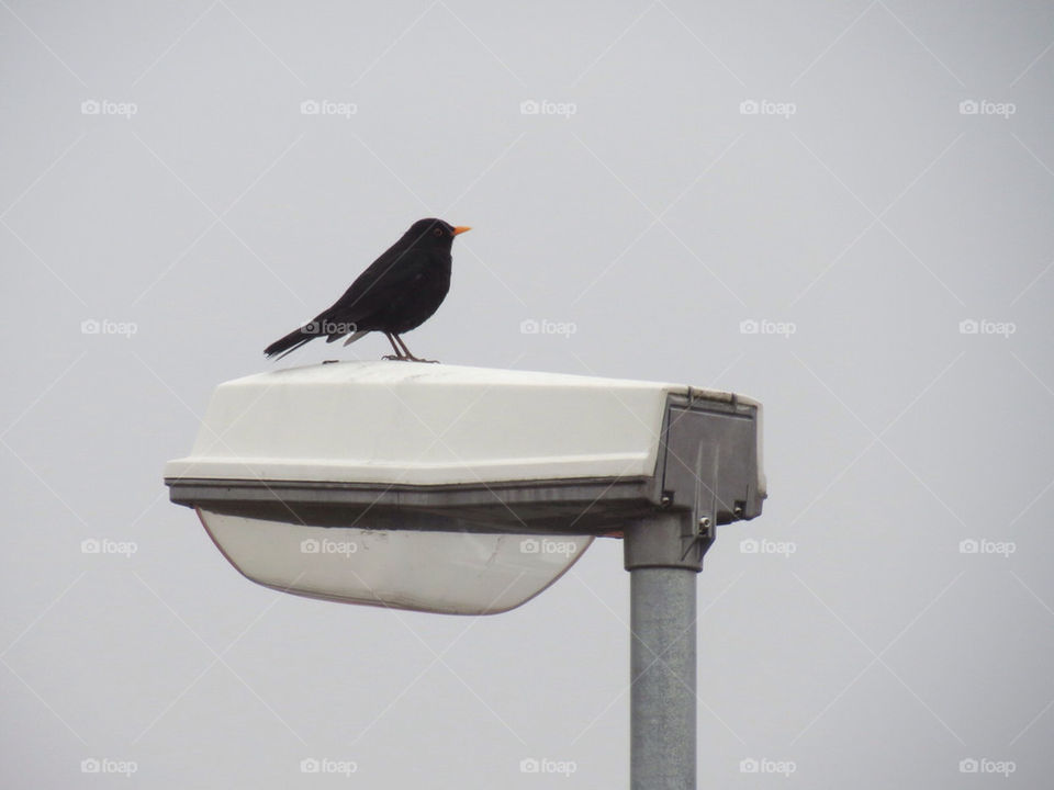 A blackbird on a street lamp
