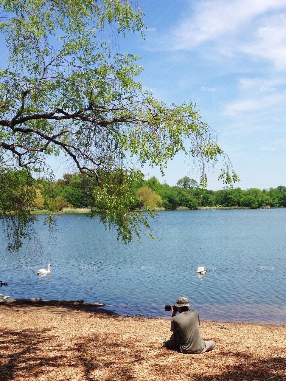 Photographing The Swans