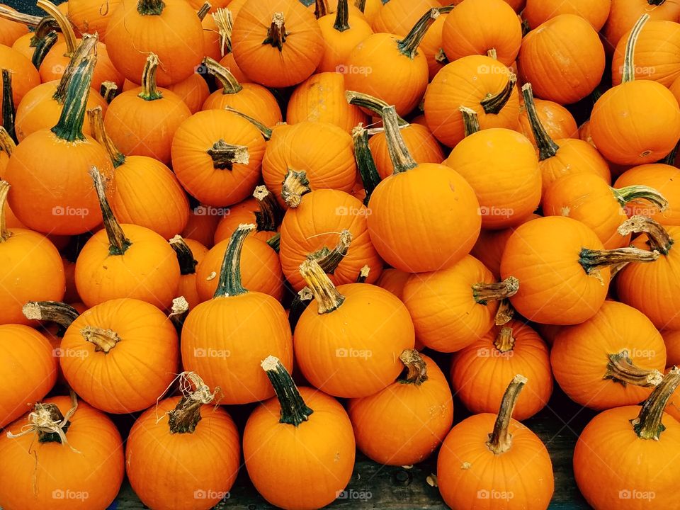 A portrait closeup of vibrant orange pumpkins.