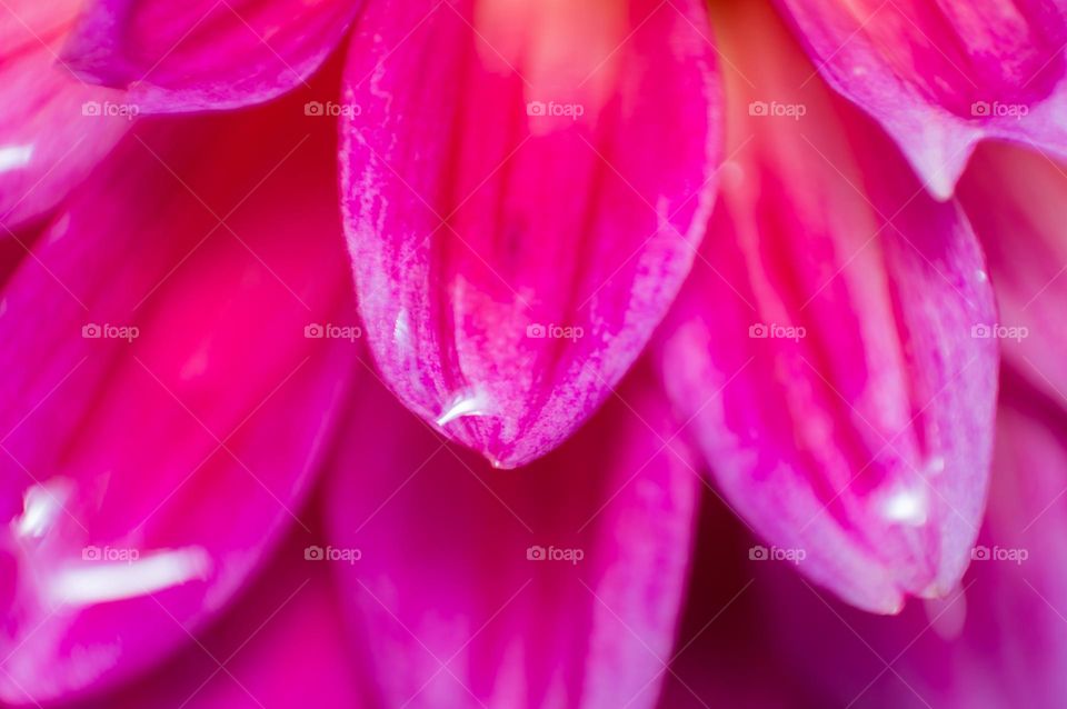 Macro view of flower petals.