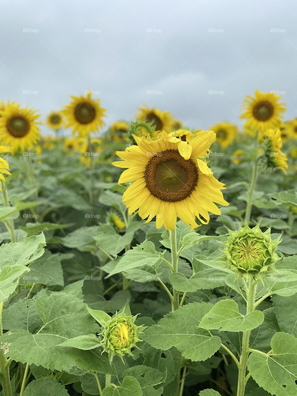 Field of sunflowers with a stormy sky 