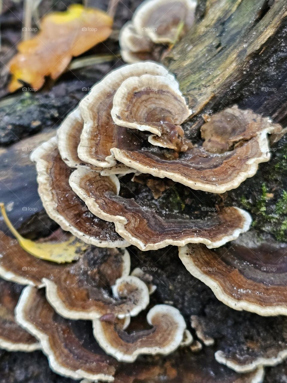 mushroom in the forest