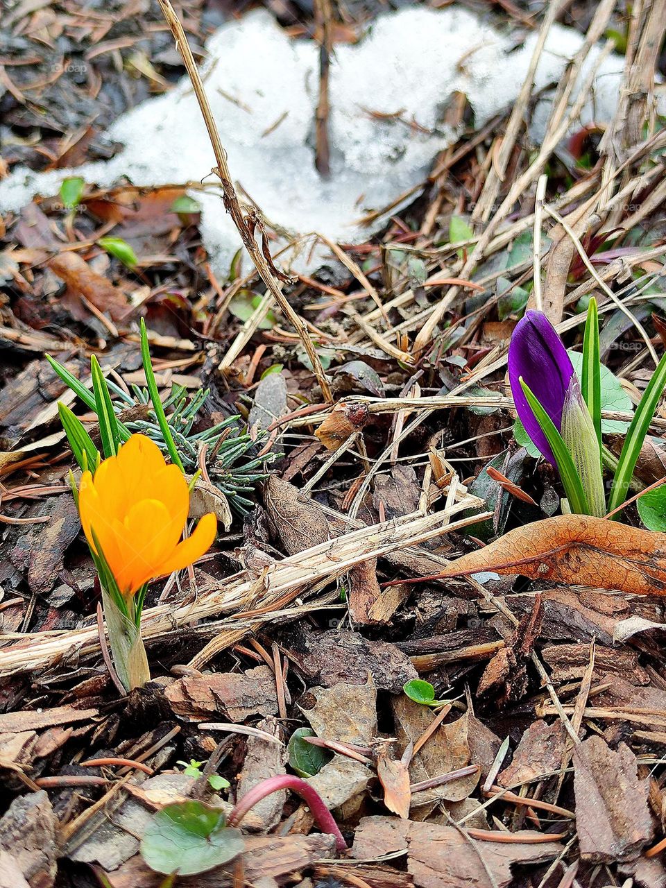 The beginning of spring.  Yellow and purple crocuses (saffron) against the background of the remains of snow