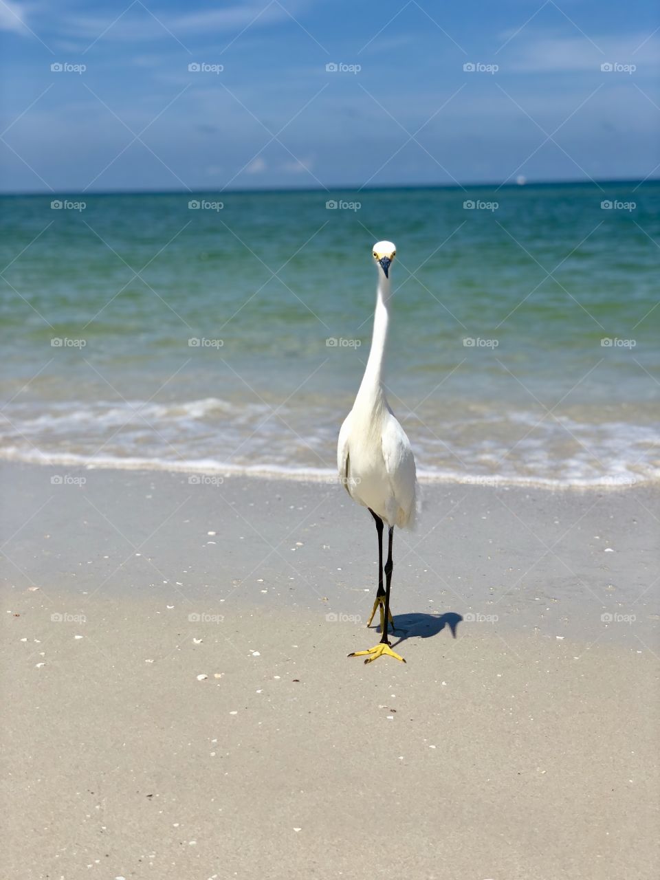 Bird standing his ground, claiming his beach. 