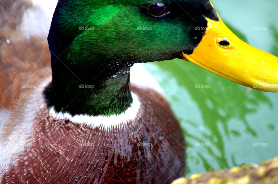 duck