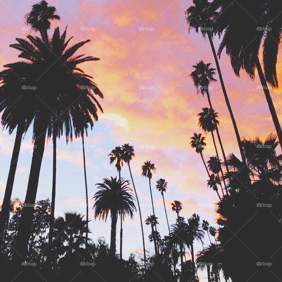 Palm Trees Sunset 