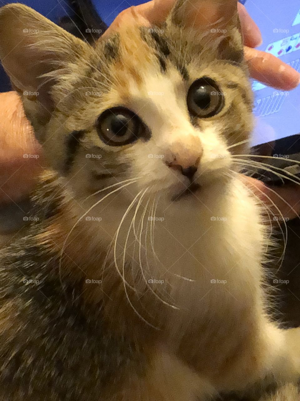 Close up calico kitten face with wide eyes