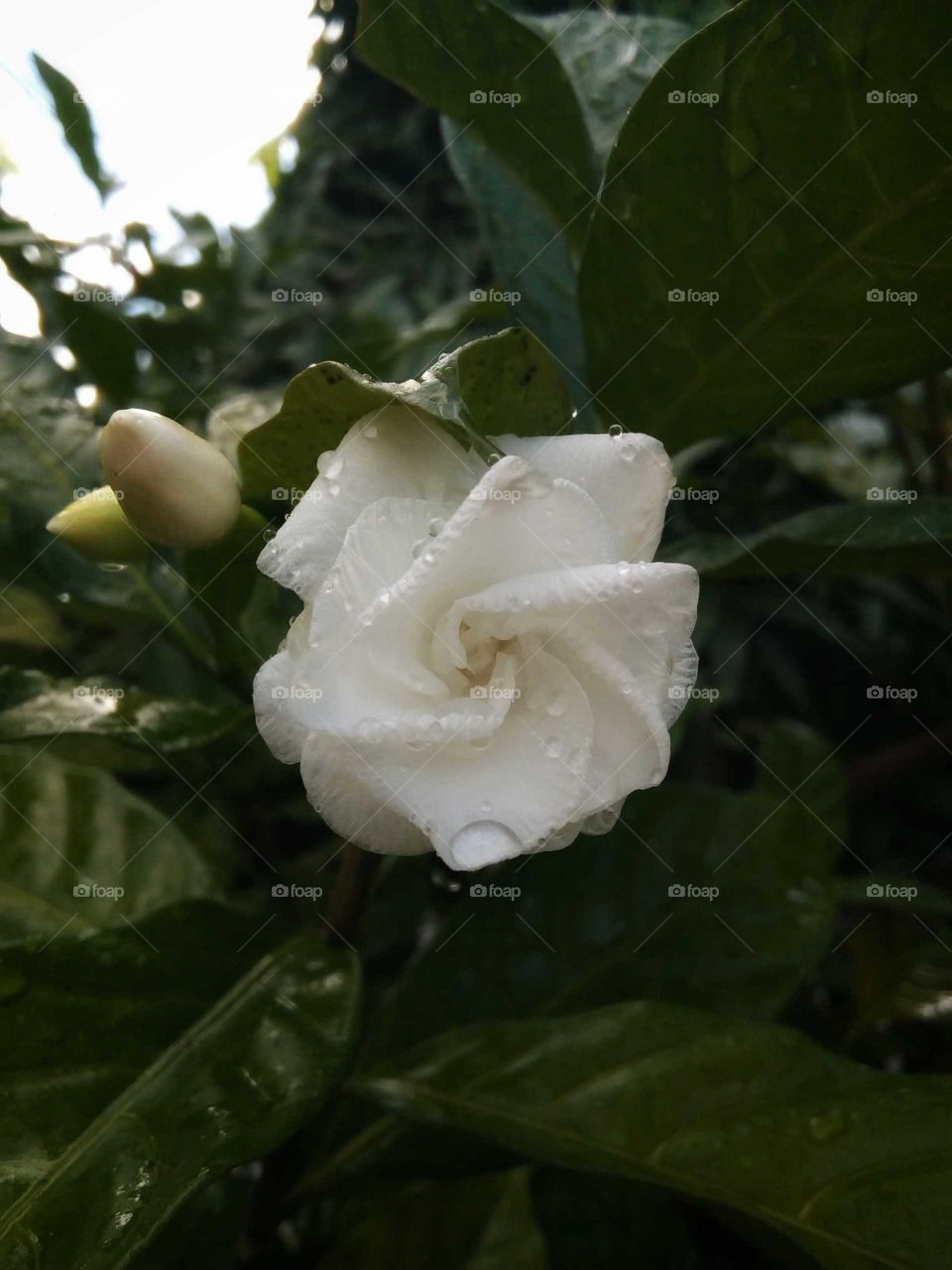 Shade of white
Fragrant
Flower