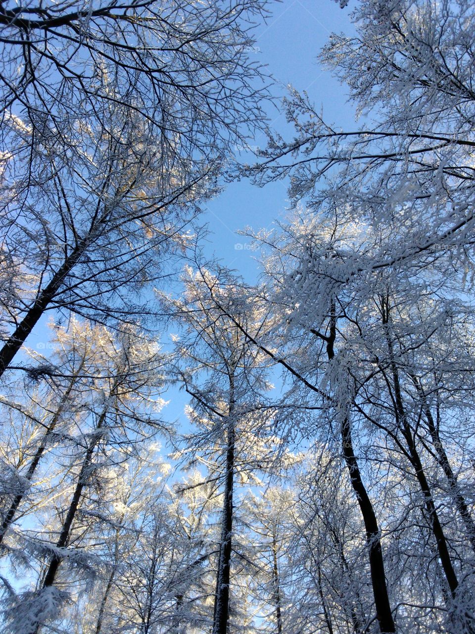 Frozen trees in forest