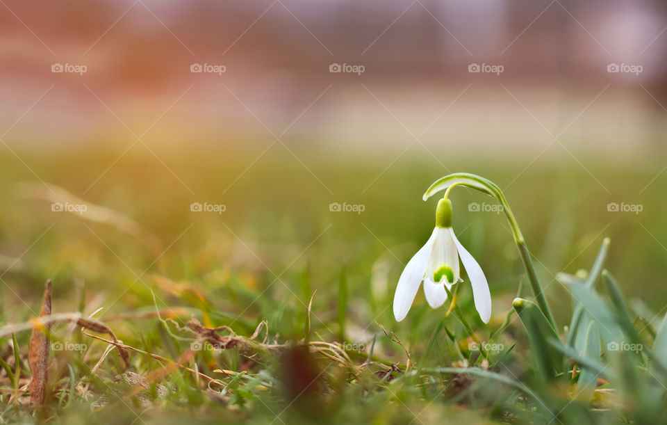 Snowdrop in green meadow with warm sun shining.