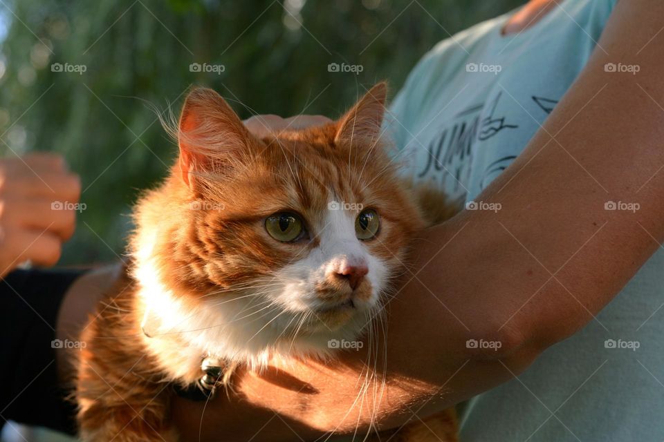 cat on a hands and person