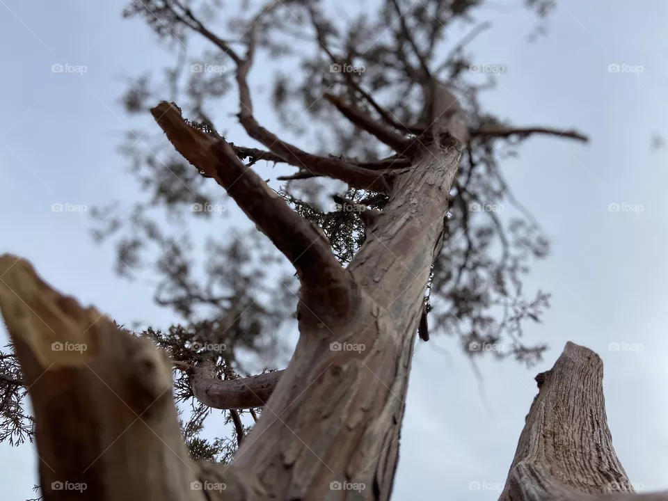 Tree closeup