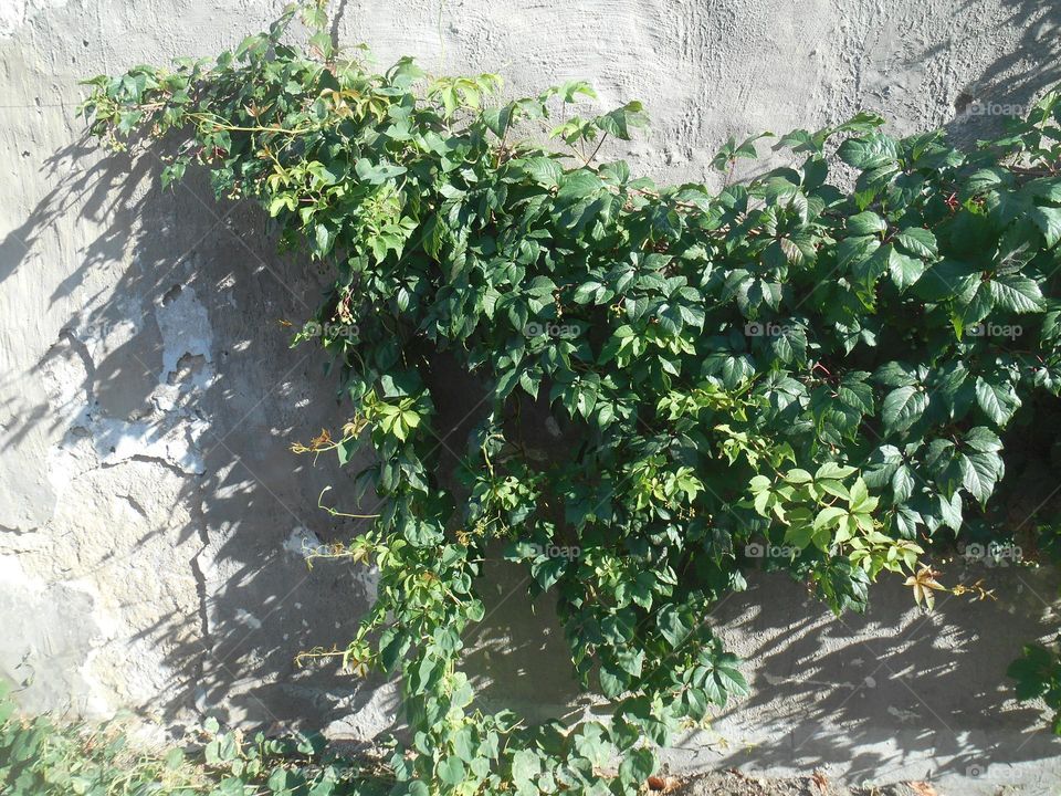 summer city beautiful plant on a wall