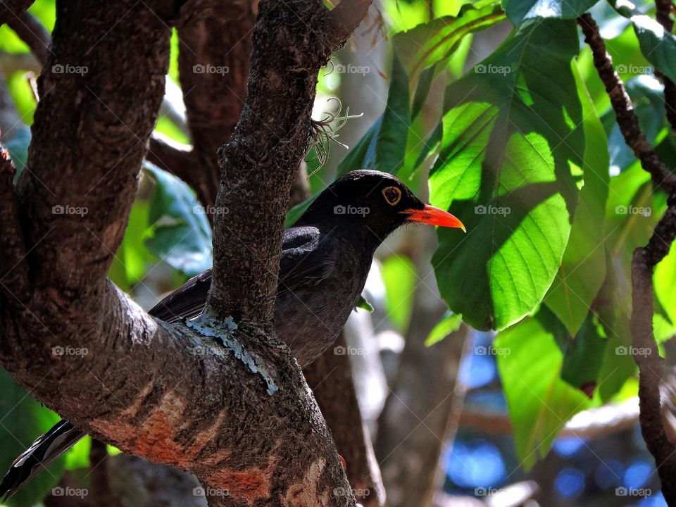 thrush bird perched on fig tree