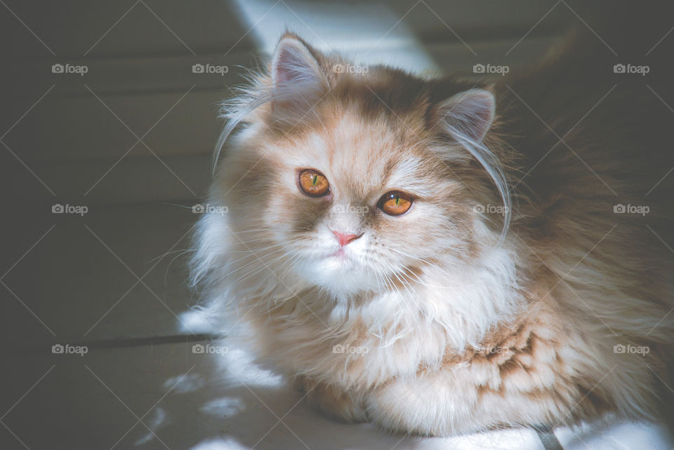 Cream Persian Cat with Gold Eyes Sitting in Sunlight 