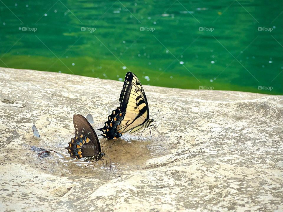 An Eastern Tiger Swallowtail, Spicebush Swallowtail and a Gray Hairstreak butterfly enjoying a water puddle on a hot summer day.