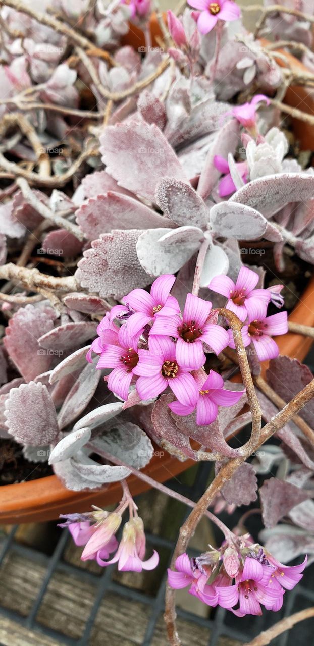 Small tiny pink succulent flowers