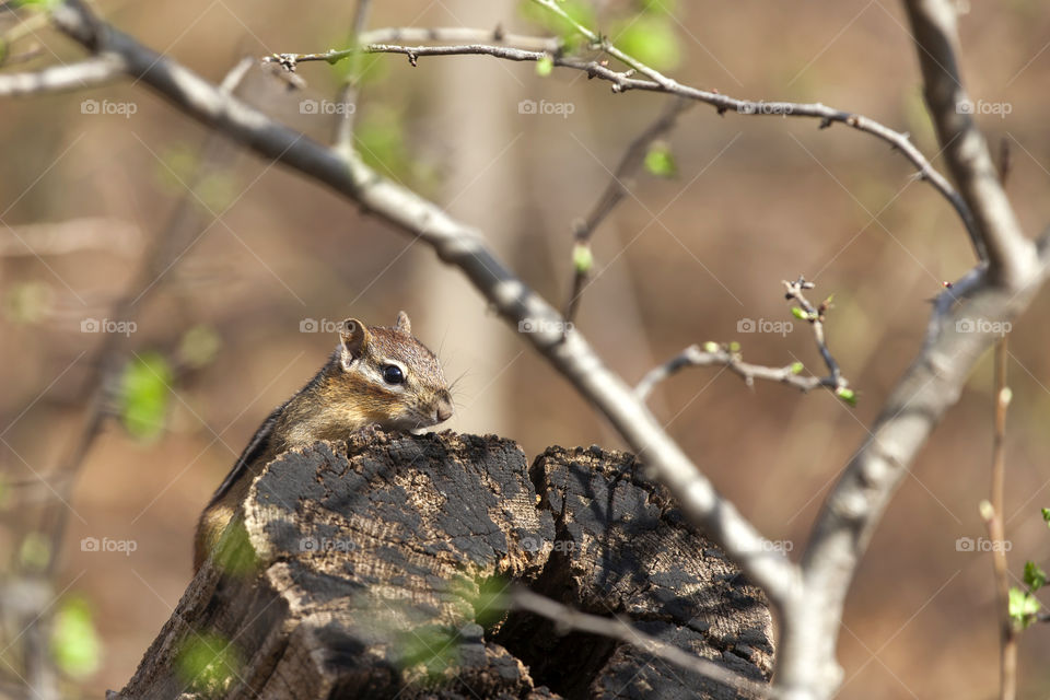 Baby chipmunk in the woods, closeup