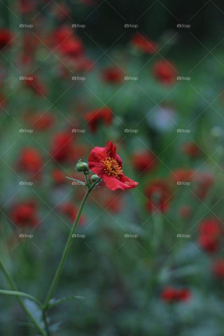 Red flower on bokeh background