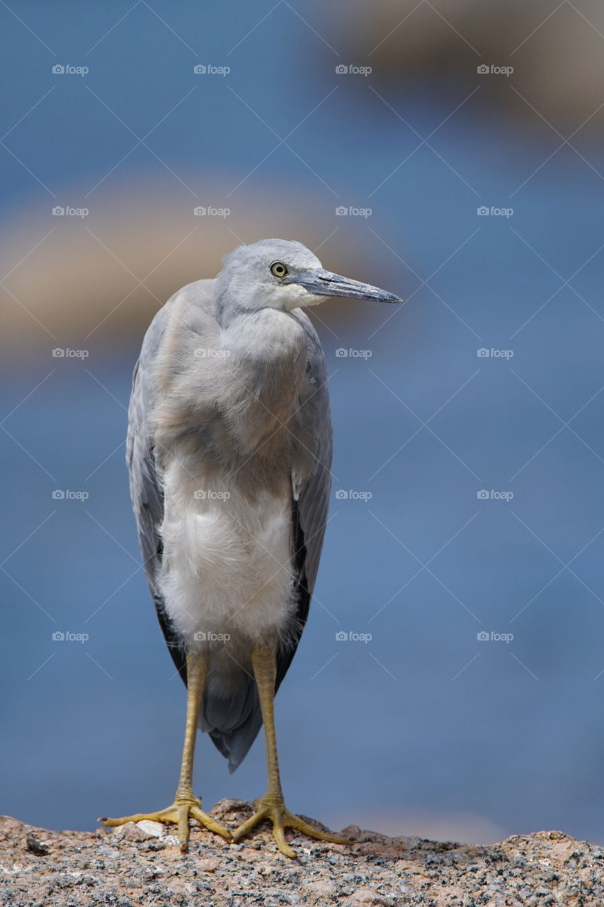 Portrait of a grey heron