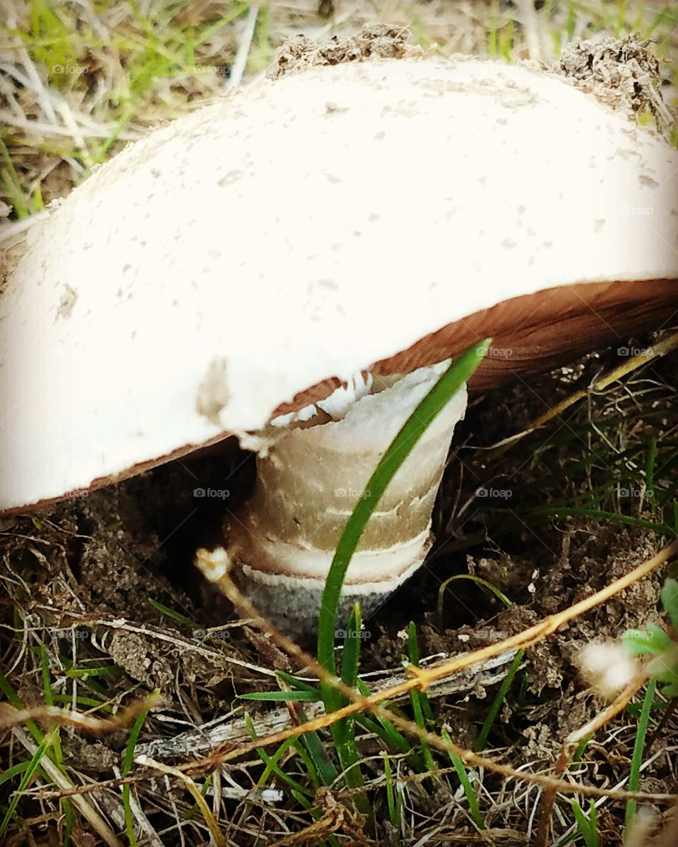 mushroom