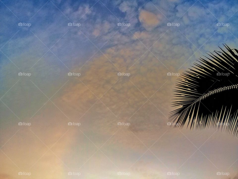 Beautiful fullcolor sky photo with palm leaf frame