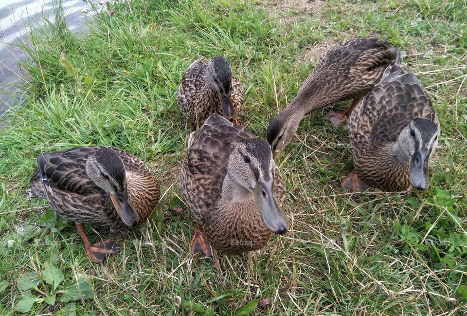 birds ducks on a green grass lake shore summer time