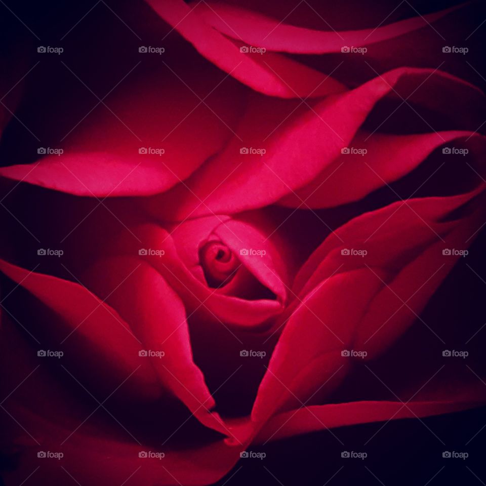 Valentine's Day rose closeup