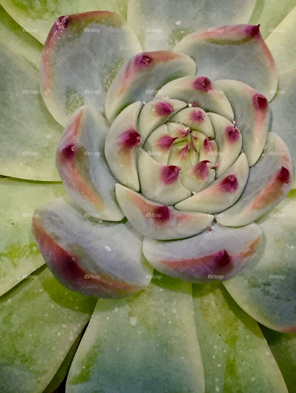 Succulent with Red Tips