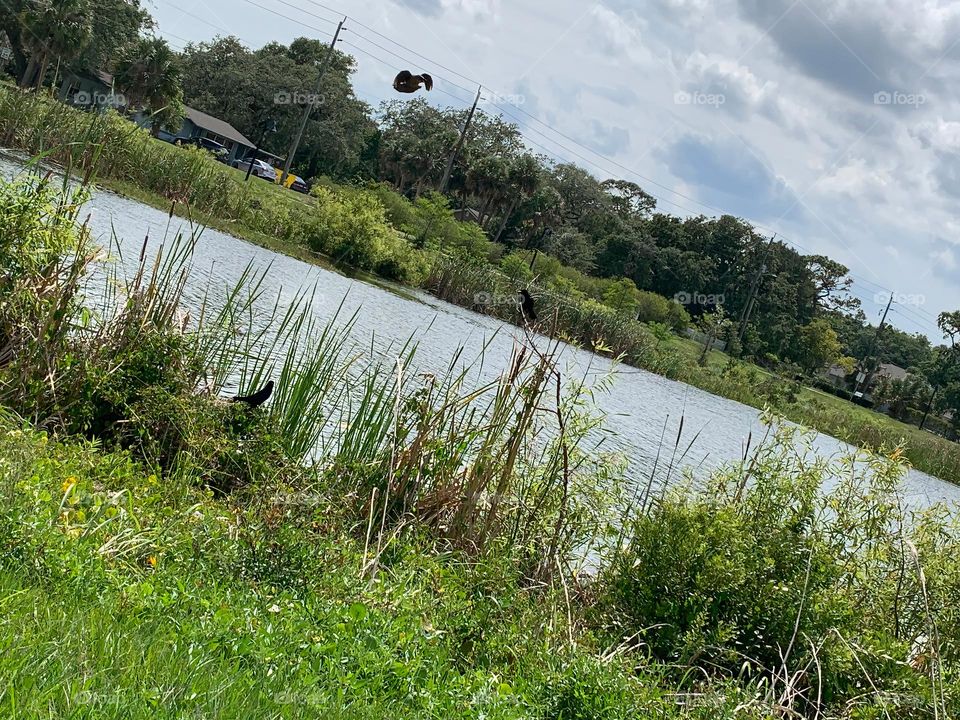 Urban Nature Water At The Draa Field Stormwater Park In The City For The Ecosystem With Bird, To Provide A Water Quality Benefit To The Indian River Lagoon And To Reduce Flooding Within The Basin, In Florida.