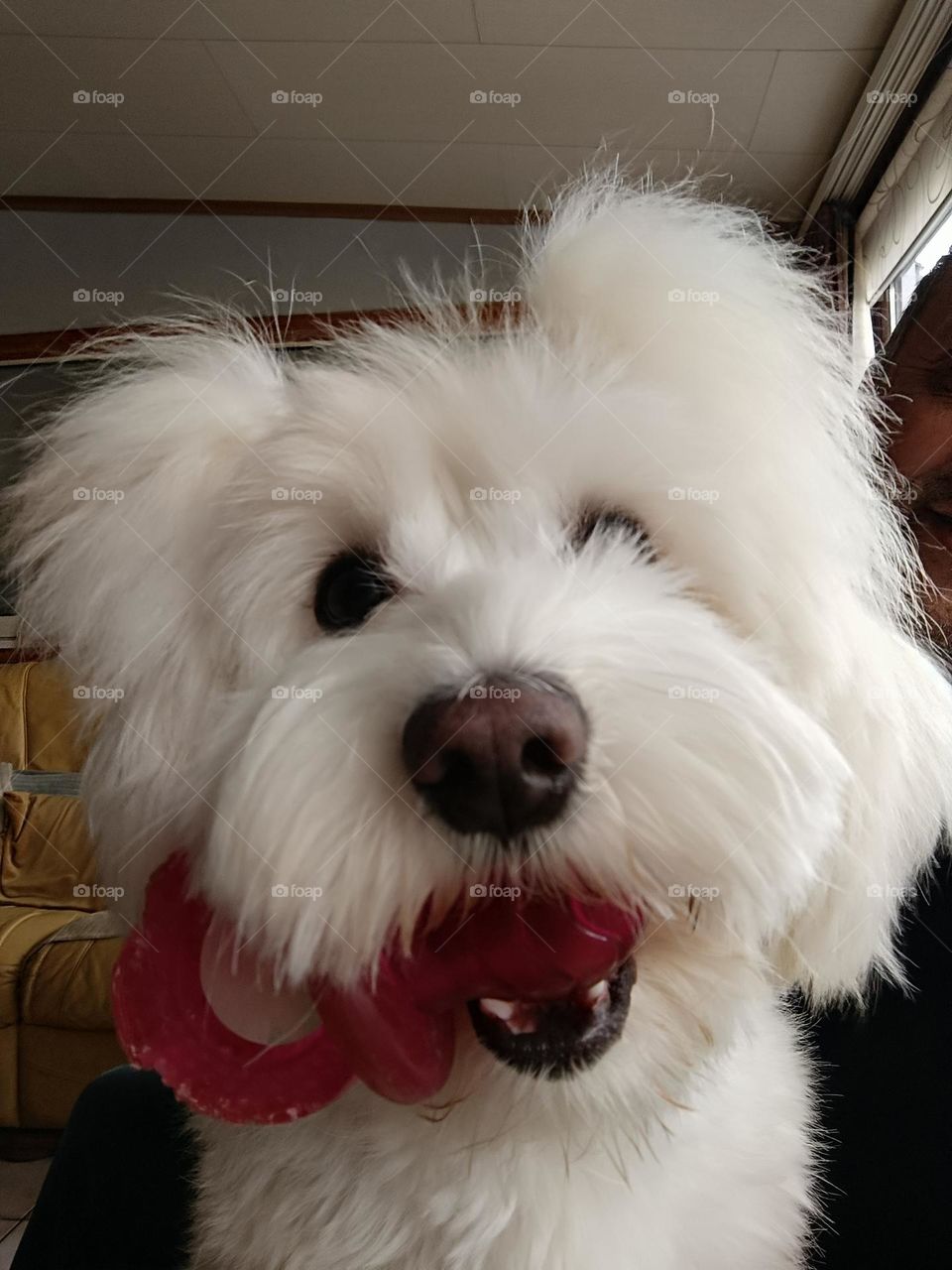 My little Maltese bichon