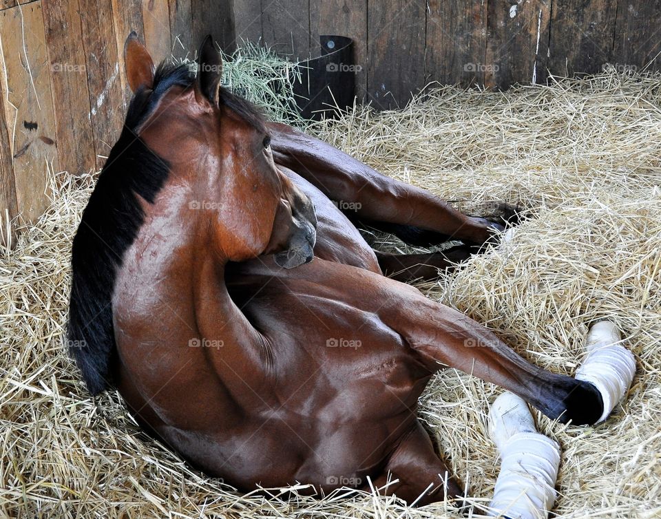 Positively Royal. Positively Royal taking it easy on her bed of hay at Horse Haven Saratoga. 
Trained by Pletcher.
ZAZZLE.com/FLEETPHOTO