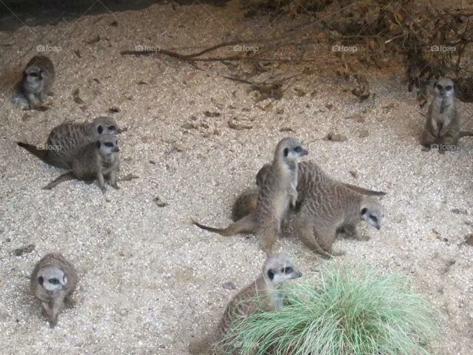 Mischievous meerkats 