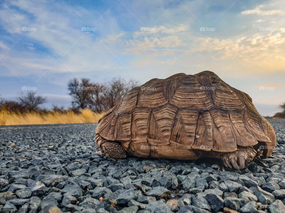 turtle crossing the road