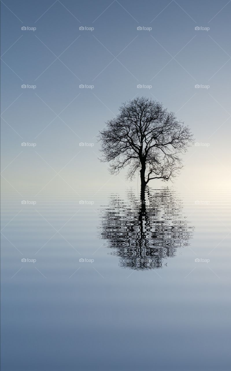 Tree with water reflection (digital)